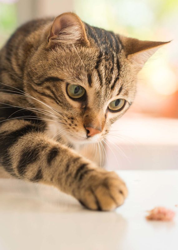 Adult tabby cat resting with paws forward