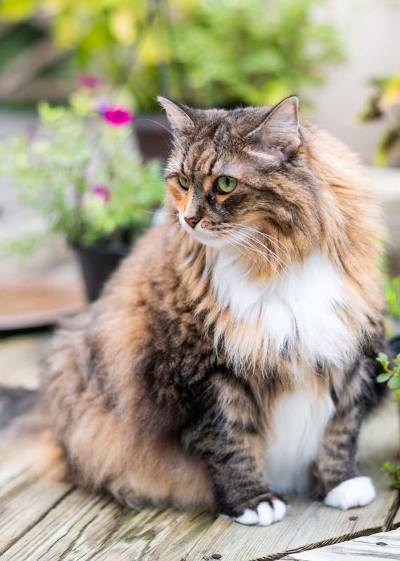 Long-haired tabby cat sitting on a wooden surface